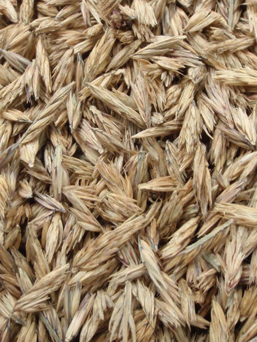 Side Oats Grama